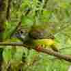 White-collared Manakin